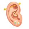 Category Ear image